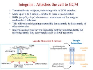 Integrins : Attaches the cell to ECM 
• Transmembrane receptors, connecting cells to ECM proteins 
• Made up of α & β subunit, capable to make 24 combination 
• RGD (Arg-Gly-Asp ) site serve as attachment site for integrin 
mediated cell adhesion 
• This bidirectional signaling responsible for assembly & disassembly of 
other molecules 
• Integrins can activate several signalling pathways independently but 
more frequently they act synergistically with GF receptors 
Ligands: fibronectin & laminin 
 
