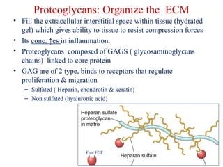 Proteoglycans: Organize the ECM 
• Fill the extracellular interstitial space within tissue (hydrated 
gel) which gives ability to tissue to resist compression forces 
• Its conc. ↑es in inflammation. 
• Proteoglycans composed of GAGS ( glycosaminoglycans 
chains) linked to core protein 
• GAG are of 2 type, binds to receptors that regulate 
proliferation & migration 
– Sulfated ( Heparin, chondrotin & keratin) 
– Non sulfated (hyaluronic acid) 
Free FGF 
 