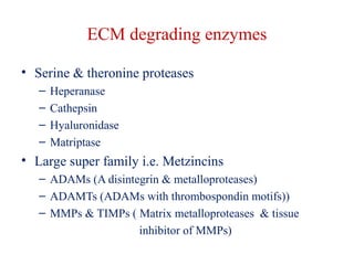 ECM degrading enzymes 
• Serine & theronine proteases 
– Heperanase 
– Cathepsin 
– Hyaluronidase 
– Matriptase 
• Large super family i.e. Metzincins 
– ADAMs (A disintegrin & metalloproteases) 
– ADAMTs (ADAMs with thrombospondin motifs)) 
– MMPs & TIMPs ( Matrix metalloproteases & tissue 
inhibitor of MMPs) 
 