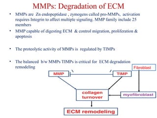 MMPs: Degradation of ECM 
• MMPs are Zn endopeptidase , zymogens called pro-MMPs, activation 
requires Integrin to affect multiple signaling. MMP family include 25 
members 
• MMP capable of digesting ECM & control migration, proliferation & 
apoptosis 
• The proteolytic activity of MMPs is regulated by TIMPs 
• The balanced b/w MMPs TIMPs is critical for ECM degradation 
remodeling Fibroblast 
 