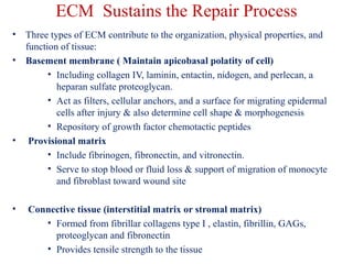 ECM Sustains the Repair Process 
• Three types of ECM contribute to the organization, physical properties, and 
function of tissue: 
• Basement membrane ( Maintain apicobasal polatity of cell) 
• Including collagen IV, laminin, entactin, nidogen, and perlecan, a 
heparan sulfate proteoglycan. 
• Act as filters, cellular anchors, and a surface for migrating epidermal 
cells after injury & also determine cell shape & morphogenesis 
• Repository of growth factor chemotactic peptides 
• Provisional matrix 
• Include fibrinogen, fibronectin, and vitronectin. 
• Serve to stop blood or fluid loss & support of migration of monocyte 
and fibroblast toward wound site 
• Connective tissue (interstitial matrix or stromal matrix) 
• Formed from fibrillar collagens type I , elastin, fibrillin, GAGs, 
proteoglycan and fibronectin 
• Provides tensile strength to the tissue 
 