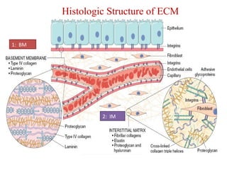 Histologic Structure of ECM 
1: BM 
2: IM 
 