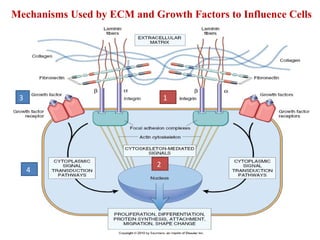 Mechanisms Used by ECM and Growth Factors to Influence Cells 
3 1 
2 
4 
 