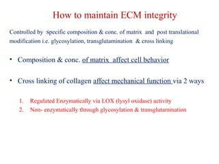 How to maintain ECM integrity 
Controlled by specific composition & conc. of matrix and post translational 
modification i.e. glycosylation, transglutamination & cross linking 
• Composition & conc. of matrix affect cell behavior 
• Cross linking of collagen affect mechanical function via 2 ways 
1. Regulated Enzymatically via LOX (lysyl oxidase) activity 
2. Non- enzymatically through glycosylation & transglutamination 
 