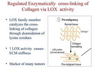 Regulated Enzymatically cross-linking of 
Collagen via LOX activity 
• LOX family member 
catalyzes the cross-linking 
of collagen 
through deamidation of 
lysine residues 
• ↑ LOX activity causes 
ECM stiffness 
• Marker of many tumors 
 