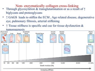 Non- enzymatically collagen cross-linking 
• Through glycosylation & transglutamination or as a result of ↑ 
biglycans and proteoglycans 
• ↑ GAGS leads to stiffen the ECM , Age related disease, degenerative 
eye, pulmonary fibrosis, arterial stiffening 
• ↑ Tissue stiffness is specific and cue for tissue dysfunction & 
tumorogenesis 
 