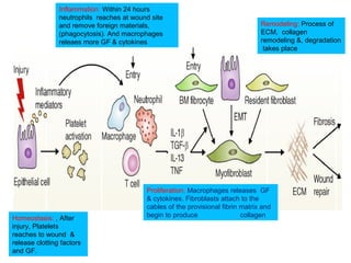 Inflammation: Within 24 hours 
neutrophils reaches at wound site 
and remove foreign materials, 
(phagocytosis). And macrophages 
releaes more GF & cytokines 
Homeostasis: , After 
injury, Platelets 
reaches to wound & 
release clotting factors 
and GF. 
Remodeling: Process of 
ECM, collagen 
remodeling &, degradation 
takes place 
Proliferation: Macrophages releases GF 
& cytokines. Fibroblasts attach to the 
cables of the provisional fibrin matrix and 
begin to produce collagen 
 