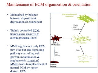 Maintenance of ECM organization & orientation 
• Maintained by balance 
between deposition & 
degradation of component 
• Tightly controlled ECM 
homeostasis sensitive to 
altered protease level 
• MMP regulate not only ECM 
turn over but also signalling 
pathway controlling cell 
growth, inflammation & 
angiogenesis. ↑ level of 
MMPs leads to replacement of 
normal ECM by tumor 
derived ECM. 
 