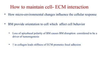 How to maintain cell- ECM interaction 
• How micro-environmental changes influence the cellular response 
• BM provide orientation to cell which affect cell behavior 
• Loss of apicobasal polarity of BM causes BM disruption considered to be a 
driver of tumorogenesis 
• ↑ in collagen leads stiffness of ECM promotes focal adhesion 
 