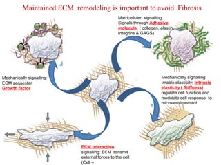 Maintained ECM remodeling is important to avoid Fibrosis 
Mechanically signalling 
:matrix elasticity: Intrinsic 
elasticity ( Stiffness) 
regulate cell function and 
modulate cell response to 
micro-environmant 
Mechanically signalling: 
ECM sequester 
Growth factor 
Matricelluler signalling: 
Signals through Adhesive 
molecule ( collegen, elastin, 
Integrins & GAGS) 
ECM interaction 
signalling: ECM transmit 
external forces to the cell 
(Cell – 
 