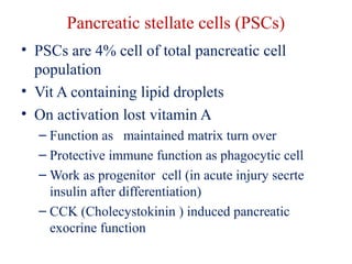 Pancreatic stellate cells (PSCs) 
• PSCs are 4% cell of total pancreatic cell 
population 
• Vit A containing lipid droplets 
• On activation lost vitamin A 
– Function as maintained matrix turn over 
– Protective immune function as phagocytic cell 
– Work as progenitor cell (in acute injury secrte 
insulin after differentiation) 
– CCK (Cholecystokinin ) induced pancreatic 
exocrine function 
 