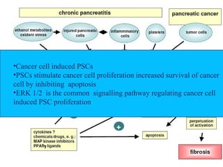 •Cancer cell induced PSCs 
•PSCs stimulate cancer cell proliferation increased survival of cancer 
cell by inhibiting apoptosis 
•ERK 1/2 is the common signalling pathway regulating cancer cell 
induced PSC proliferation 
