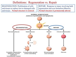 Definitions: Regeneration vs. Repair 
REPAIR: Response to injury involving both 
regeneration and scar formation (fibrosis). 
Normal structure is permanently altered. 
REGENERATION: Proliferation of cells 
and tissues to replace lost or damaged cells 
and tissues. Normal structure is restored. 
 