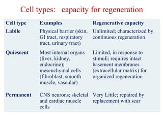 Cell types: capacity for regeneration 
Cell type Examples Regenerative capacity 
Labile Physical barrier (skin, 
GI tract, respiratory 
tract, urinary tract) 
Unlimited; characterized by 
continuous regeneration 
Quiescent Most internal organs 
(liver, kidney, 
endocrine); 
mesenchymal cells 
(fibroblast, smooth 
muscle, vascular) 
Limited, in response to 
stimuli; requires intact 
basement membranes 
(extracellular matrix) for 
organized regeneration 
Permanent CNS neurons; skeletal 
and cardiac muscle 
cells 
Very Little; repaired by 
replacement with scar 
 