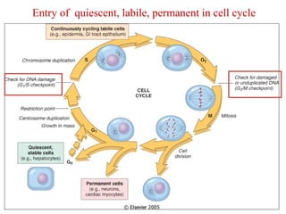 Entry of quiescent, labile, permanent in cell cycle 
 