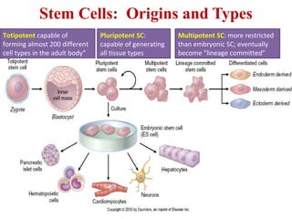 Stem Cells: Origins and Types 
Totipotent capable of 
forming almost 200 different 
cell types in the adult body” 
Pluripotent SC: 
capable of generating 
all tissue types 
Multipotent SC: more restricted 
than embryonic SC; eventually 
become “lineage committed” 
 