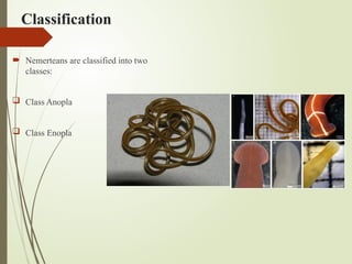 Classification
 Nemerteans are classified into two
classes:
 Class Anopla
 Class Enopla
 