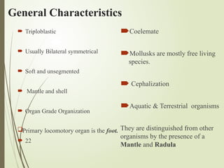 General Characteristics
 Triploblastic
 Usually Bilateral symmetrical
 Soft and unsegmented
 Mantle and shell
 Organ Grade Organization
Primary locomotory organ is the foot.
 22
Coelemate
Mollusks are mostly free living
species.
 Cephalization
Aquatic & Terrestrial organisms
They are distinguished from other
organisms by the presence of a
Mantle and Radula
 