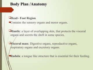 Body Plan /Anatomy

Head~ Foot Region

Contains the sensory organs and motor organs.

Mantle: a layer of overlapping skin, that protects the visceral
organs and secrets the shell in some species.

Visceral mass: Digestive organs, reproductive organs,
respiratory organs and excretory organs.

Radula: a tongue like structure that is essential for their feeding.
 