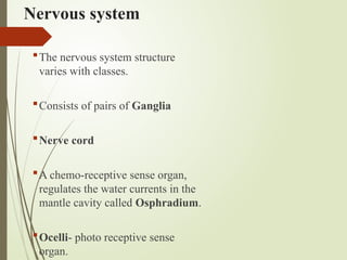 Nervous system
The nervous system structure
varies with classes.
Consists of pairs of Ganglia
Nerve cord
A chemo-receptive sense organ,
regulates the water currents in the
mantle cavity called Osphradium.
Ocelli- photo receptive sense
organ.
 