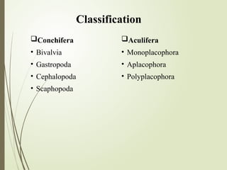 Conchifera
• Bivalvia
• Gastropoda
• Cephalopoda
• Scaphopoda
Classification
Aculifera
• Monoplacophora
• Aplacophora
• Polyplacophora
 