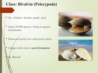 Class: Bivalvia (Pelecypoda)
 (Gr. Pelekys: hatchet; podos: feet)
 About 29,000 species, living in aquatic
enviroments.
 Characterized by two calcareous valves.
 Unique to the class is pearl formation
 Sp. Mussels
 