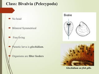 Class: Bivalvia (Pelecypoda)
 No head
 Bilateral Symmetrical
 Free living
 Parastic larva is glochidium.
 Organisms are filter feeders
Glochidium on fish gills.
 