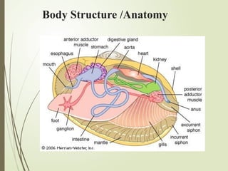 Body Structure /Anatomy
 