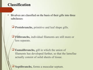  Protobranchs, primitive and leaf shape gills.
 Filibranchs, individual filaments are still more or
less separate.
 Eumalibranchs, gill in which the union of
filaments has developed further, so that the lamellae
actually consist of solid sheets of tissue.
 Septibranchs, forms a muscular septum.
Classification
• Bivalves are classified on the basis of their gills into three
subclasses:
 