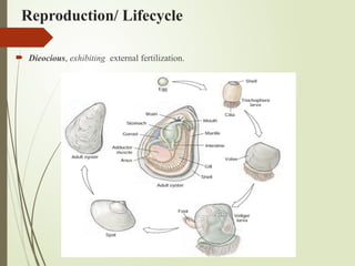 Reproduction/ Lifecycle
 Dieocious, exhibiting external fertilization.
 