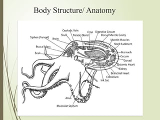 Body Structure/ Anatomy
 