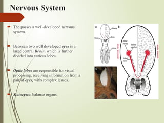 Nervous System
 The posses a well-developed nervous
system.
 Between two well developed eyes is a
large central Brain, which is further
divided into various lobes.
 Optic lobes are responsible for visual
processing, receiving information from a
pair of eyes, with complex lenses.
 Statocysts; balance organs.
 