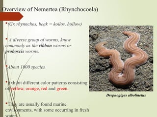 Overview of Nemertea (Rhynchocoela)
(Gr. rhynnchos, beak = koilos, hollow)
 A diverse group of worms, know
commonly as the ribbon worms or
proboscis worms.
About 1000 species
Exhibit different color patterns consisting
of yellow, orange, red and green.
They are usually found marine
environments, with some occurring in fresh
Drepnogigas albolinetus
 