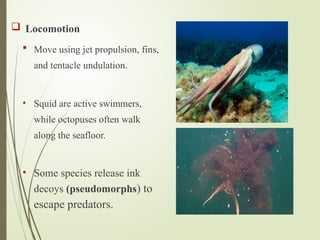  Locomotion
 Move using jet propulsion, fins,
and tentacle undulation.
• Squid are active swimmers,
while octopuses often walk
along the seafloor.
• Some species release ink
decoys (pseudomorphs) to
escape predators.
 