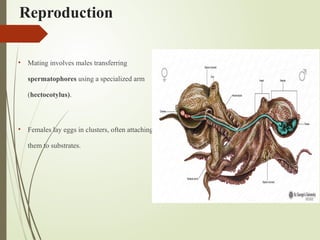 Reproduction
• Mating involves males transferring
spermatophores using a specialized arm
(hectocotylus).
• Females lay eggs in clusters, often attaching
them to substrates.
 