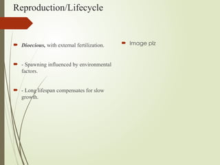 Reproduction/Lifecycle
 Dioecious, with external fertilization.
 - Spawning influenced by environmental
factors.
 - Long lifespan compensates for slow
growth.
 Image plz
 
