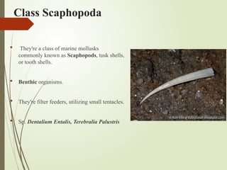 Class Scaphopoda
 They're a class of marine mollusks
commonly known as Scaphopods, tusk shells,
or tooth shells.
 Benthic organisms.
 They're filter feeders, utilizing small tentacles.
 Sp. Dentalium Entalis, Terebralia Palustris
 