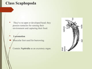 Class Scaphopoda
 They've no eyes or developed head; they
possess tentacles for sensing their
environment and capturing their food.
 Locomotion
 Muscular foot used for burrowing.
 Contain Nephridia as an excretory organ.
 
