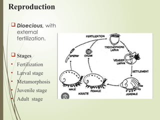 Reproduction
 Dioecious, with
external
fertilization.
 Stages
• Fertilization
• Larval stage
• Metamorphosis
• Juvenile stage
• Adult stage
 