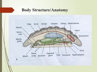 Body Structure/Anatomy
 