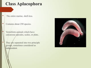 Class Aplacophora
 The entire marine, shell-less.
 Contains about 250 species.
 Vermiform animals which have
calcareous spicules, scales, or plate..
 They are separated into two principle
groups, sometimes considered as
independent.
 