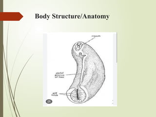 Body Structure/Anatomy
 