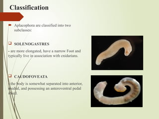 Classification
 Aplacophora are classified into two
subclasses:
 SOLENOGASTRES
- are more elongated, have a narrow Foot and
typically live in association with cnidarians.
 CAUDOFOVEATA
- the body is somewhat separated into anterior,
medial, and possessing an anteroventral pedal
shied.
 
