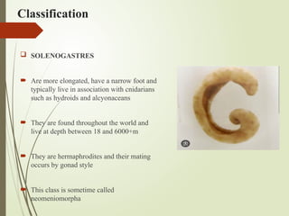 Classification
 SOLENOGASTRES
 Are more elongated, have a narrow foot and
typically live in association with cnidarians
such as hydroids and alcyonaceans
 They are found throughout the world and
live at depth between 18 and 6000+m
 They are hermaphrodites and their mating
occurs by gonad style
 This class is sometime called
neomeniomorpha
 
