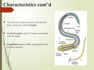 Characteristics cont’d
 The nervous system consists of an anterior
brain, made up of four Ganglia.
 Cerebral organs, pairs of organs associated
with the brain.
 longitudinal nerve cords, non-ganglionated
and runs parallel.
 