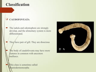 Classification
 CAUDOFOVEATA
 The radula and odontophore are strongly
develop, and the alimentary system is more
differentiated.
 They have pair of gill. They are dioecious
 The body of caudofoveata may have more
features in common with ancestors
mulluscs.
 This class is sometime called
chaetodermomorpha
 