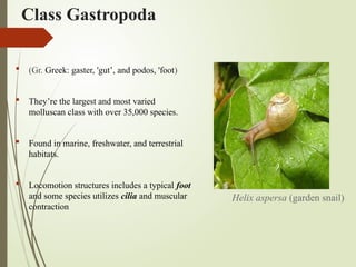 Class Gastropoda
 (Gr. Greek: gaster, 'gut’, and podos, 'foot)
 They’re the largest and most varied
molluscan class with over 35,000 species.
 Found in marine, freshwater, and terrestrial
habitats.
 Locomotion structures includes a typical foot
and some species utilizes cilia and muscular
contraction
Helix aspersa (garden snail)
 