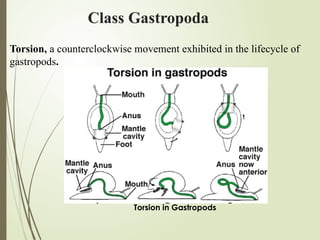 Class Gastropoda
Torsion, a counterclockwise movement exhibited in the lifecycle of
gastropods.
Torsion in Gastropods
 