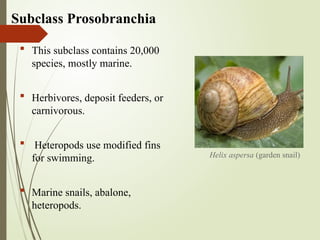 Subclass Prosobranchia
 This subclass contains 20,000
species, mostly marine.
 Herbivores, deposit feeders, or
carnivorous.
 Heteropods use modified fins
for swimming.
 Marine snails, abalone,
heteropods.
Helix aspersa (garden snail)
 