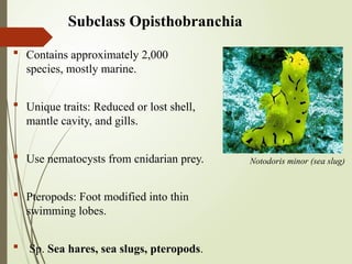 Subclass Opisthobranchia
 Contains approximately 2,000
species, mostly marine.
 Unique traits: Reduced or lost shell,
mantle cavity, and gills.
 Use nematocysts from cnidarian prey.
 Pteropods: Foot modified into thin
swimming lobes.
 Sp. Sea hares, sea slugs, pteropods.
Notodoris minor (sea slug)
 